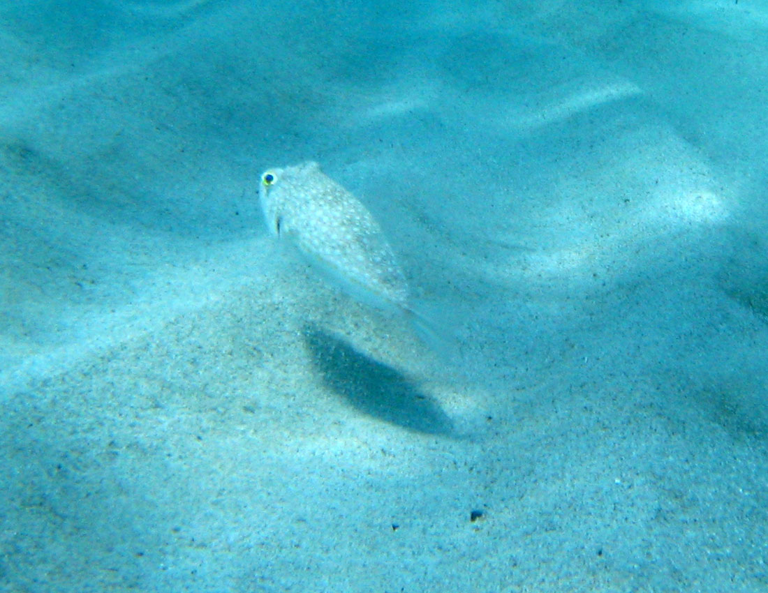 Torquigener flavimaculosus